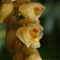 Coelogyne imbricata (Hook.) Rchb.f.